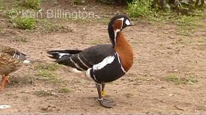 Image result for Branta ruficollis