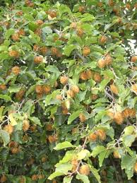 Attēlu rezultāti vaicājumam “Fagus sylvatica fruit”