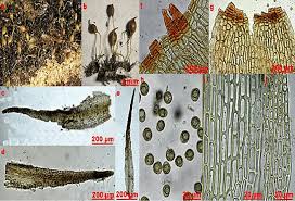 Attēlu rezultāti vaicājumam “Nardia geoscyphus”