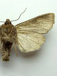 Attēlu rezultāti vaicājumam “Lacanobia suasa”