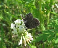 Attēlu rezultāti vaicājumam “Everes argiades male”
