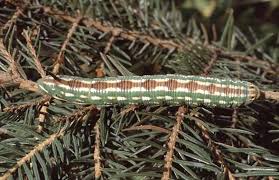 Attēlu rezultāti vaicājumam “Sphinx pinastri larva”