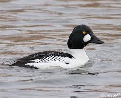 Attēlu rezultāti vaicājumam “Bucephala clangula male”