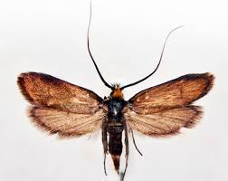 Attēlu rezultāti vaicājumam “Adela cuprella”