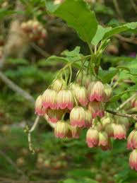 Attēlu rezultāti vaicājumam “Enkianthus campanulatus flower”