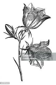 Attēlu rezultāti vaicājumam “Campanula persicifolia bud”