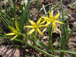 Attēlu rezultāti vaicājumam “Gagea pratensis”