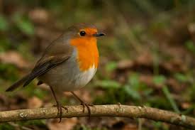 Image result for Erithacus rubecula