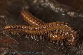 Attēlu rezultāti vaicājumam “Craspedosoma rawlinsi”