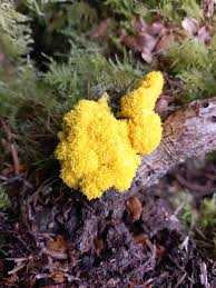 Attēlu rezultāti vaicājumam “Fuligo septica cf. rufa”