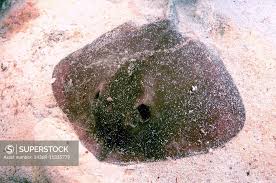 Image result for Dasyatis pastinaca