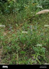 Attēlu rezultāti vaicājumam “Mentha x verticillata leaf”