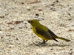 Image result for Piranga olivacea