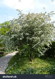 Attēlu rezultāti vaicājumam “Malus x zumi”