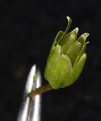 Attēlu rezultāti vaicājumam “Stellaria media bud”