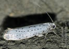 Attēlu rezultāti vaicājumam “Semioscopis avellanella imago”