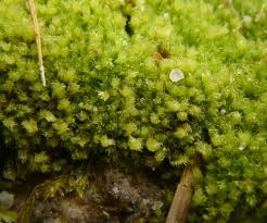 Attēlu rezultāti vaicājumam “Lophocolea minor”