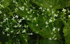 Attēlu rezultāti vaicājumam “Galium elongatum leaf”