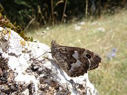 Attēlu rezultāti vaicājumam “Hipparchia semele”