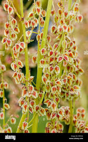 Attēlu rezultāti vaicājumam “Rheum rhabarbarum fruit”