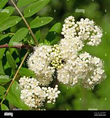 Attēlu rezultāti vaicājumam “Sorbus aucuparia flower”