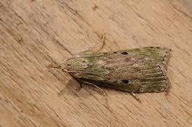 Attēlu rezultāti vaicājumam “Aphomia sociella”