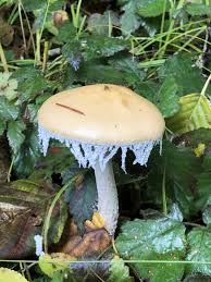 Attēlu rezultāti vaicājumam “Trichia ambigua macro”