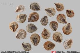 Attēlu rezultāti vaicājumam “Cynoglossum officinale fruit”