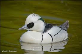 Attēlu rezultāti vaicājumam “Mergus albellus”