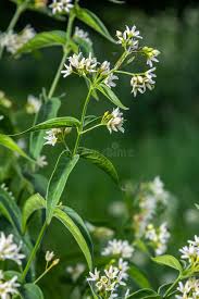 Attēlu rezultāti vaicājumam “Vincetoxicum hirundinaria flower”