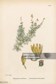 Attēlu rezultāti vaicājumam “Myriophyllum alterniflorum”