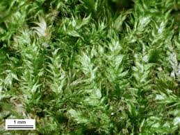 Attēlu rezultāti vaicājumam “Pylaisia polyantha”