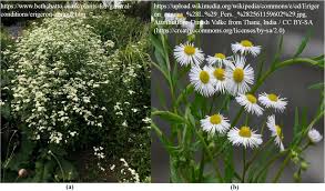 Attēlu rezultāti vaicājumam “Erigeron annuus flower”