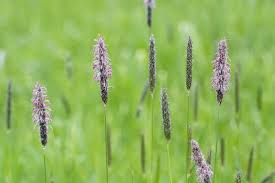 Attēlu rezultāti vaicājumam “Alopecurus pratensis flower”
