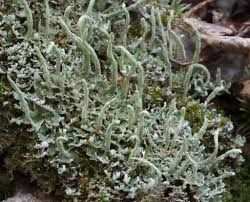 Attēlu rezultāti vaicājumam “Cladonia coniocraea”