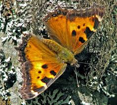Attēlu rezultāti vaicājumam “Nymphalis xanthomelas upperside”