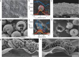 Attēlu rezultāti vaicājumam “Lamproderma pseudomaculatum macro”