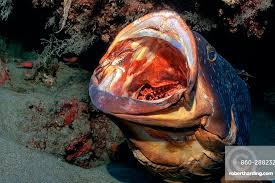 Image result for Epinephelus marginatus