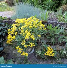 Image result for Alyssum saxatile