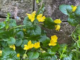 Attēlu rezultāti vaicājumam “Lysimachia nummularia flower”