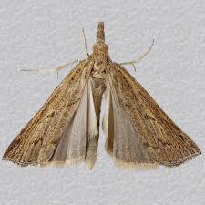 Attēlu rezultāti vaicājumam “Pediasia contaminella”