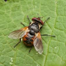 Attēlu rezultāti vaicājumam “Gymnosoma sp.”