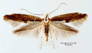 Attēlu rezultāti vaicājumam “Argyresthiidae”