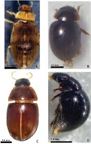 Attēlu rezultāti vaicājumam “Hydrophilidae”