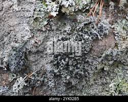 Attēlu rezultāti vaicājumam “Mycoblastus sanguinarius”