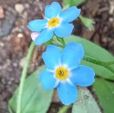 Attēlu rezultāti vaicājumam “Myosotis scorpioides bud”