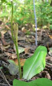 Attēlu rezultāti vaicājumam “Liparis loeselii leaf”