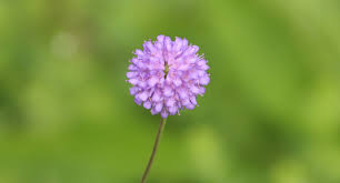 Attēlu rezultāti vaicājumam “Succisa pratensis leaf”