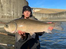 Image result for Ictiobus cyprinellus