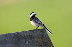 Attēlu rezultāti vaicājumam “Motacilla alba adult”